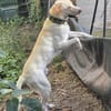 Liebenswerter NEO sucht liebevolle Familie