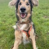 Jumper ein Rohdiamant mit ganz viel Potential