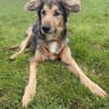 Jumper ein Rohdiamant mit ganz viel Potential