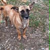 Bekka, kleine Hündin sucht 4ever home
