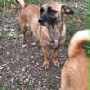 Bekka, kleine Hündin sucht 4ever home