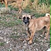 Bekka, kleine Hündin sucht 4ever home