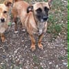 Bekka, kleine Hündin sucht 4ever home