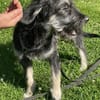 Levi - der neugierig selbstbewusste Terrier-Mix
