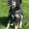 Levi - der neugierig selbstbewusste Terrier-Mix
