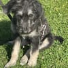 Levi - der neugierig selbstbewusste Terrier-Mix