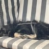 Levi - der neugierig selbstbewusste Terrier-Mix