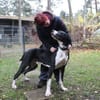 Manetti, sensibler Riese mit Herz
