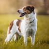Eddy - ein sensibler Naturbursche