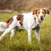 Eddy - ein sensibler Naturbursche