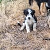 Jimmy, ein Welpe sucht sein 4ever home