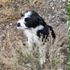 Jimmy, ein Welpe sucht sein 4ever home