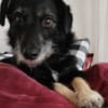 Layla sucht ihr neues Glück