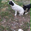 Welpe Flash sucht Körbchen
