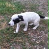 Welpe Flash sucht Körbchen