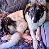 freundliche & verschmuste ELOISE
