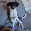 Süße♥Suki♥ wartet in 32130 Enger auf ihre Für-Immer-Menschen