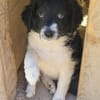 Süße♥Suki♥ wartet in 32130 Enger auf ihre Für-Immer-Menschen