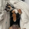 Capper - der menschenbezogene Kuschelprinz