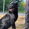 NEMO ex Napoleon des adrilines d opale