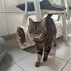 MINETTE  (Tigré)