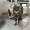 MINETTE  (Tigré)