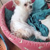 Molly, la jolie mini