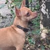 COCO, le roi des pinschers créoles