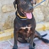 MORFEO (AIMAR)