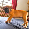 Banjo, notre trésor