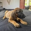 Banjo, notre trésor