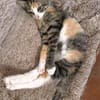CLOE