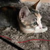 CLOE