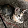 CLOE