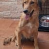 liebe Lassie, ca. 46 cm hoch