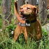 TACHO
