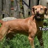 TACHO