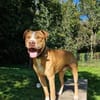 Cody, liebevoller Staff