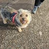 Notfell CHARLIE sucht neues Zuhause