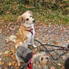 Notfell CHARLIE sucht neues Zuhause