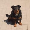 Aaron - Der Terrier ist Programm