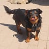 Aaron - Der Terrier ist Programm