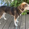 Portia geb. ca. 06/2017, 21220 Seevetal