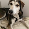 Portia geb. ca. 06/2017, 21220 Seevetal