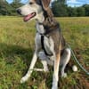 Portia geb. ca. 06/2017, 21220 Seevetal