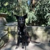 Zeus - junger, wilder sucht aktive Familie