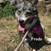 FRODO