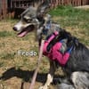 FRODO