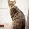 Agnes, fröhliches Tigermädchen, ca. 1 Jahr