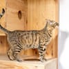 Agnes, fröhliches Tigermädchen, ca. 1 Jahr